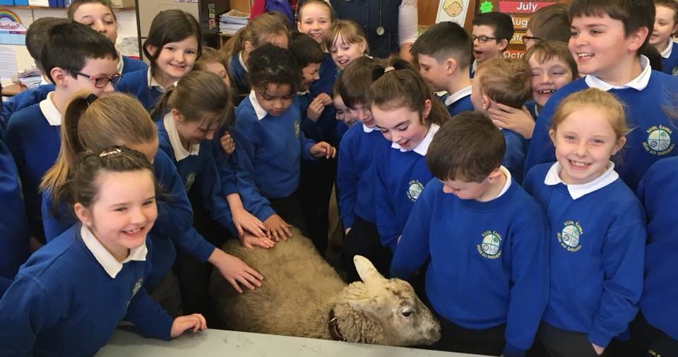 sheepinschool